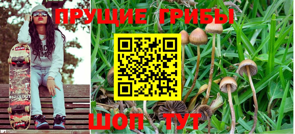 Псилоцибиновые грибы Psilocybe Скопин